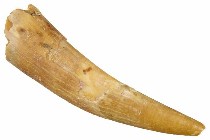 Fossil Pterosaur (Siroccopteryx) Tooth - Morocco #354881